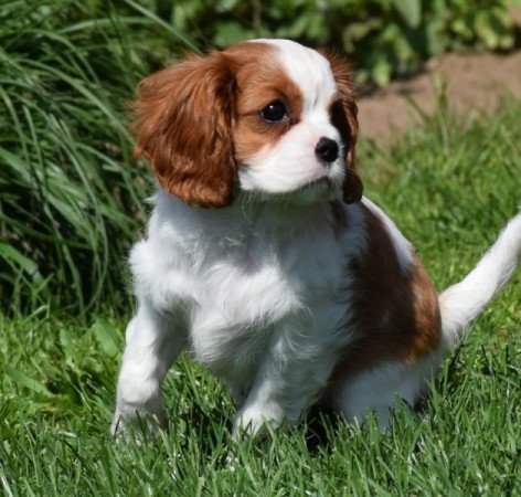 Cavalier King Charles Spániel