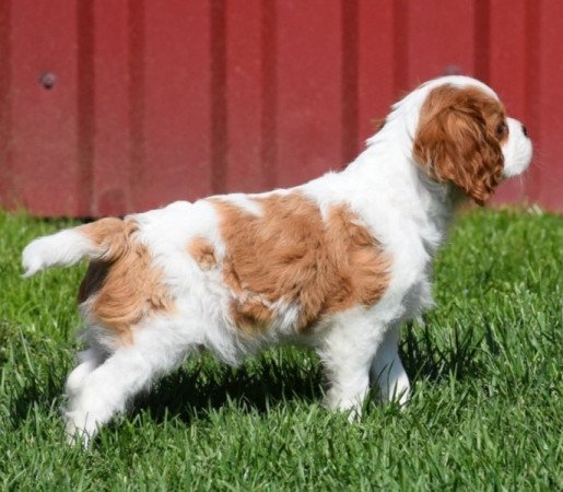 Cavalier King Charles Spániel