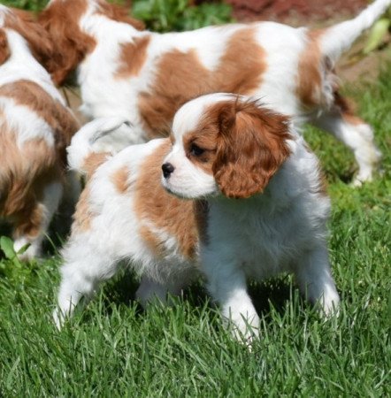 Cavalier King Charles Spániel