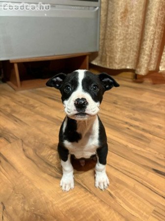 staffordshire jellegű kisfiú