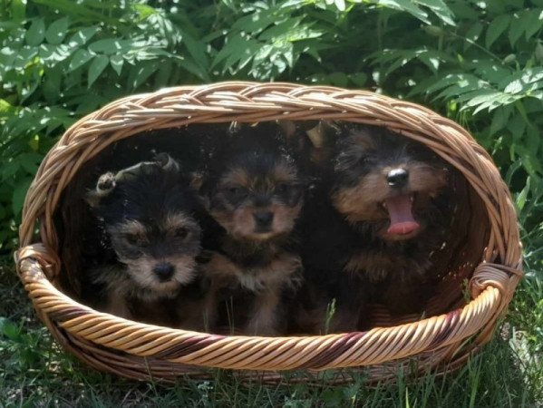 Yorkshire terrier