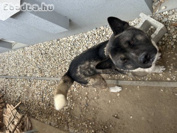 Amerikai akita törzskönyves