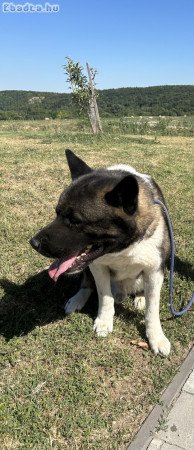 Amerikai akita törzskönyves