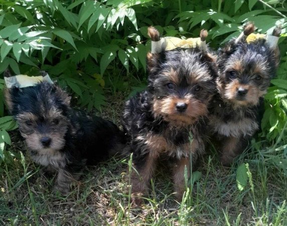 Yorkshire terrier