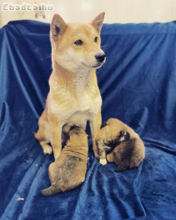 Japán shiba inu 8 db kiskutya szerető gazdit keres