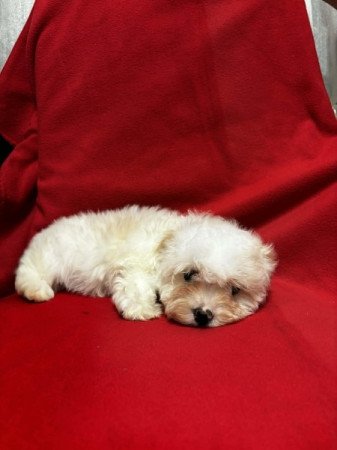 Bichon havanese