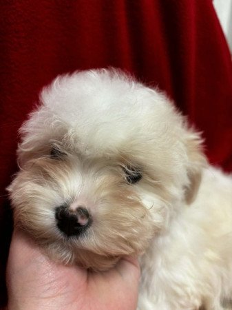 Bichon havanese