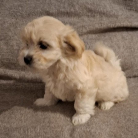 Maltipoo