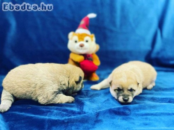 Japán shiba inu 8 db kiskutya szerető gazdit keres