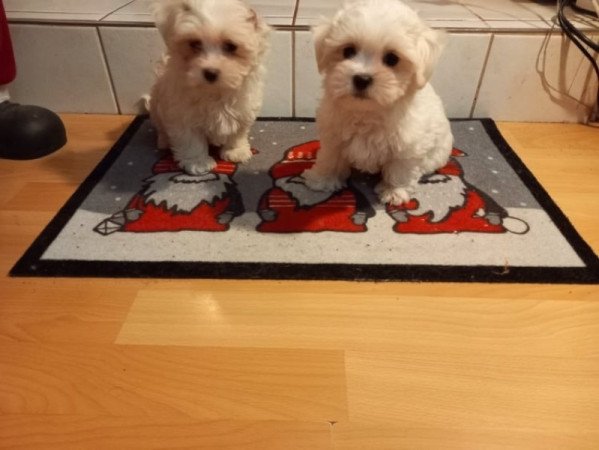 bichon havanese