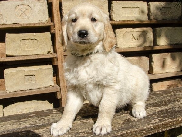 Golden retriever