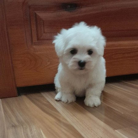 Máltai selyemszőrű