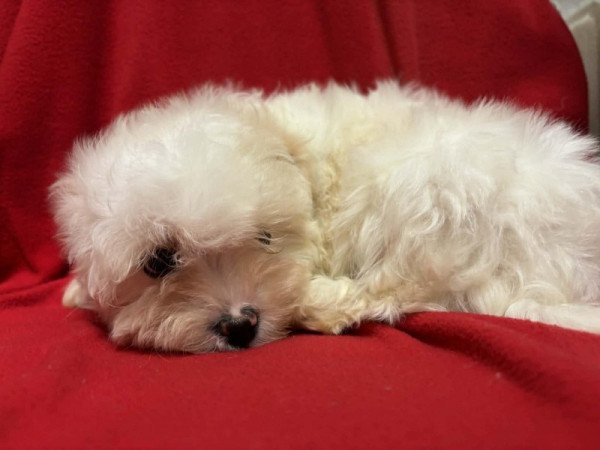 Bichon havanese