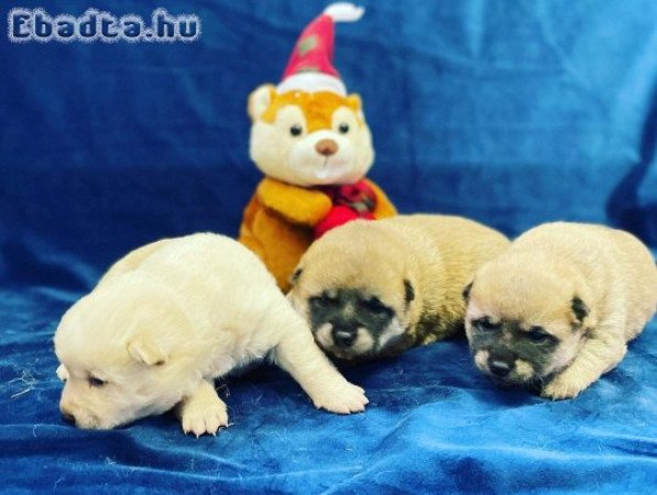 Japán shiba inu 8 db kiskutya szerető gazdit keres