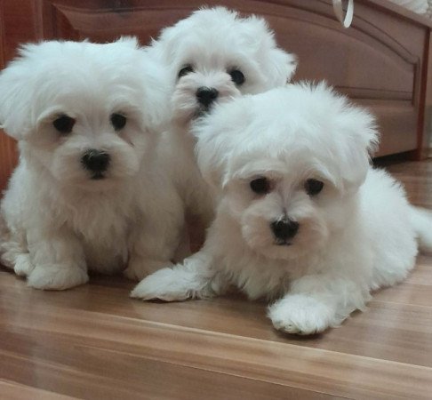 Máltai selyemszőrű