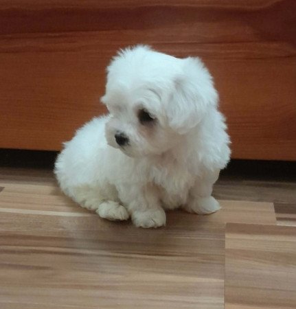 Máltai selyemszőrű