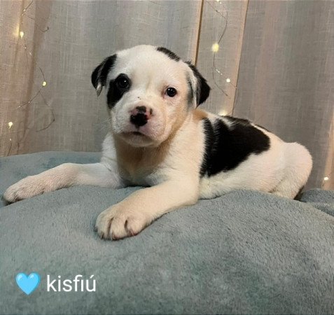 Amerikai staffordshire terrier