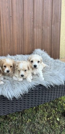 Maltipoo