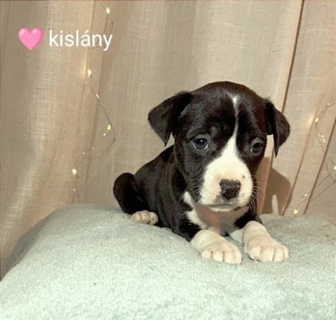 Amerikai staffordshire terrier