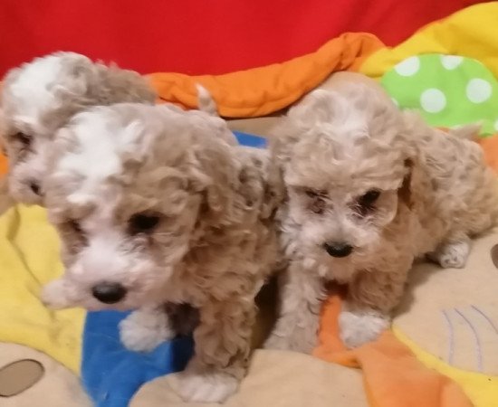 Maltipoo (máltai x uszkár)