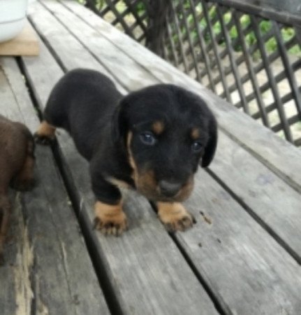 Szálkás szőrű tacskó