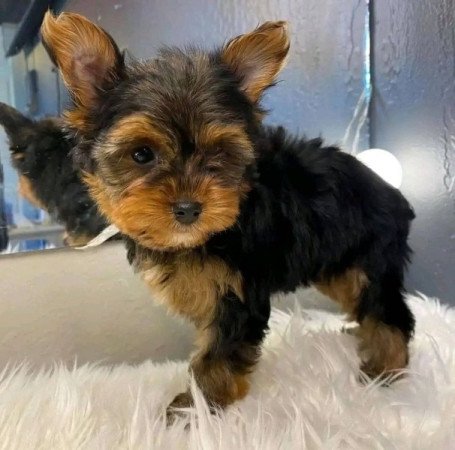 Yorkie
