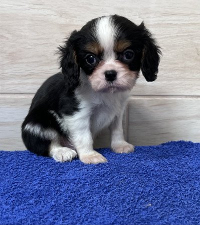 Cavalier King Charles spániel kiskutyus eladó!