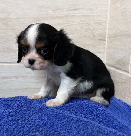 Cavalier King Charles spániel kiskutyus eladó!