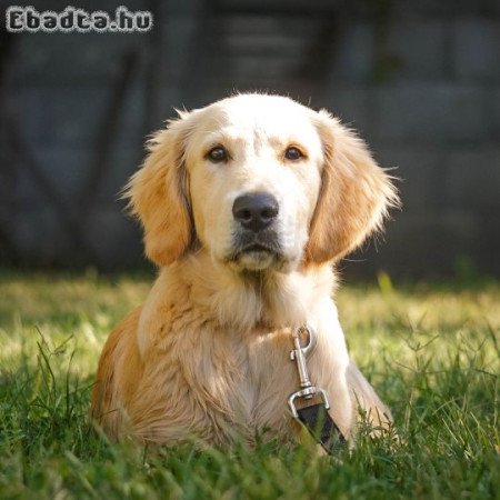 Golden retriver kan kutyus