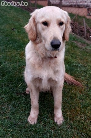 Golden retriver kan kutyus
