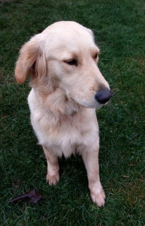 Golden retriver