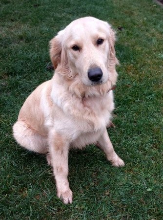 Golden retriver