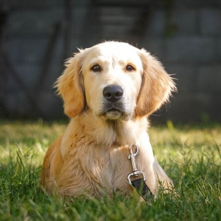 Golden retriver
