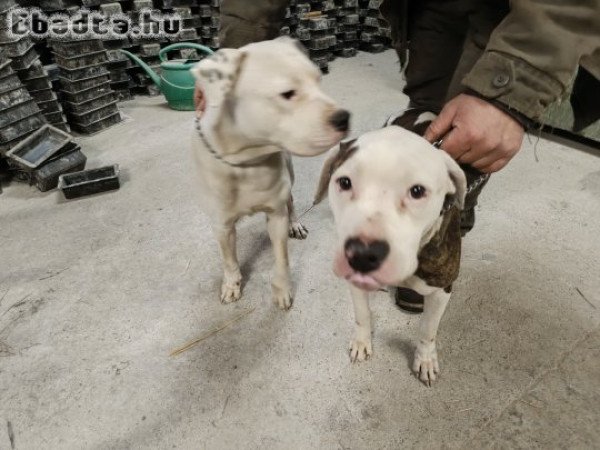 Staffordshire terrier kutyák elvihetők