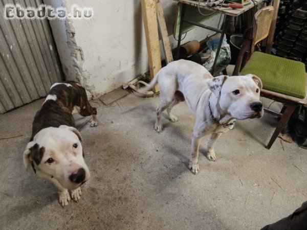 Staffordshire terrier kutyák elvihetők