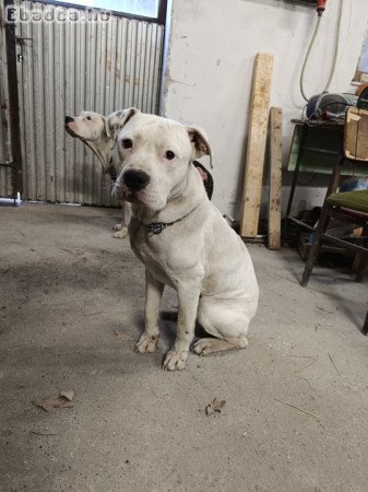 Staffordshire terrier kutyák elvihetők