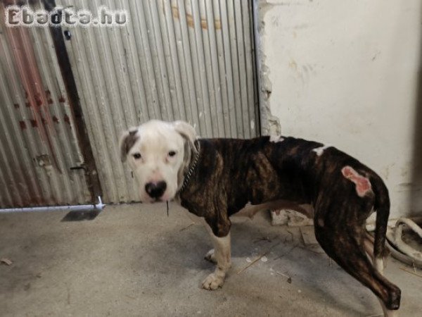 Staffordshire terrier kutyák elvihetők