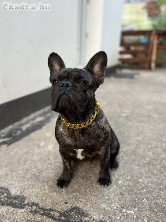 Eladó 10 hónapos kan Francia Bulldog