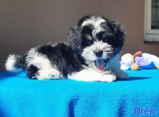 Bichon Havanese