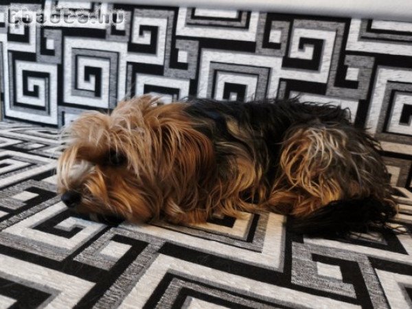 Másfél éves Yorkie eladó