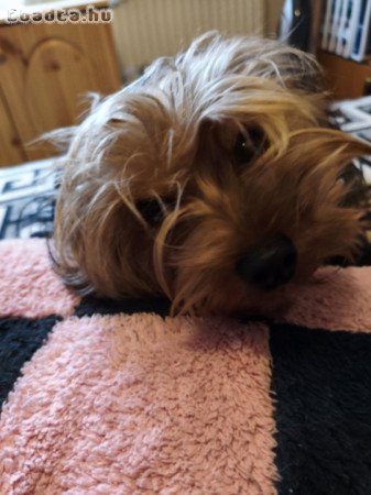 Másfél éves Yorkie eladó
