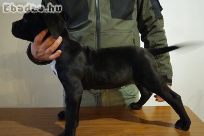 Cane Corso kutyus törzskönyves szülőktöl