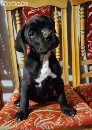 Cane Corso kutyus törzskönyves szülőktöl