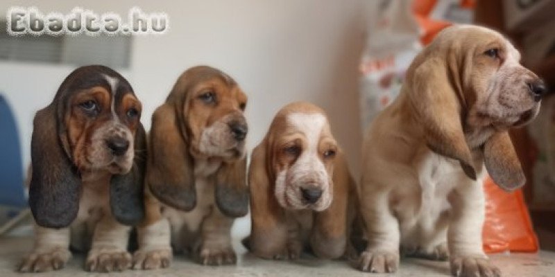 Basset hound