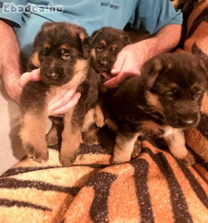 Németjuhász kölykök