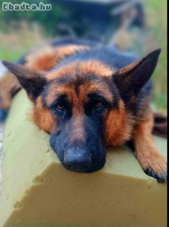 Németjuhász kölykök