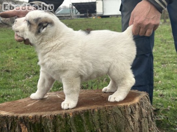 Közép-ázsiai kiskutya eladó