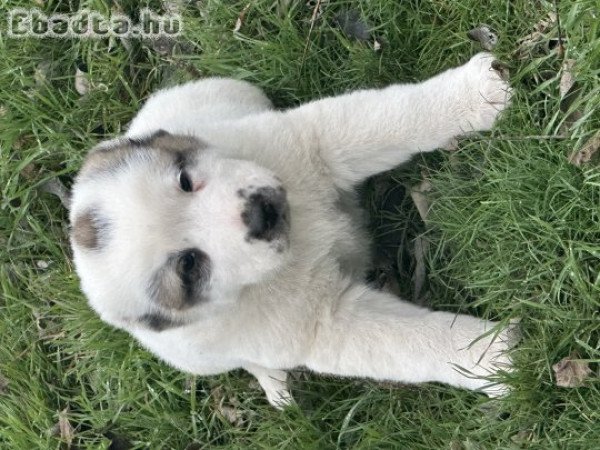 Közép-ázsiai kiskutya eladó