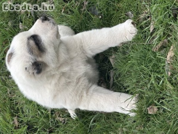 Közép-ázsiai kiskutya eladó