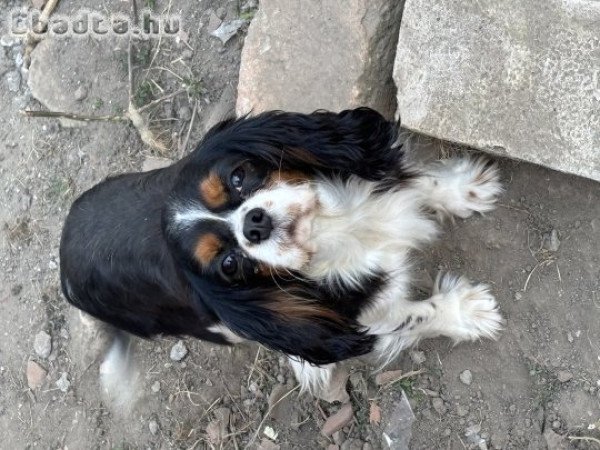 Cavalier spàniel làny
